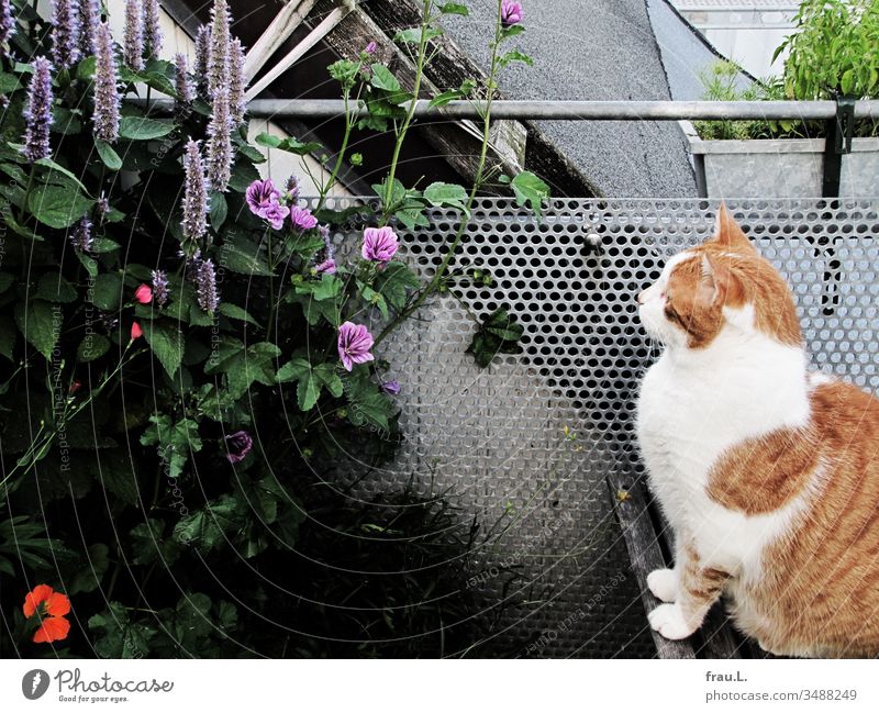 The red and white tomcat did not marvel at the beauty of the balcony flowers, but fixed bumblebees and bees as potential victims. Balcony Plant Exterior shot