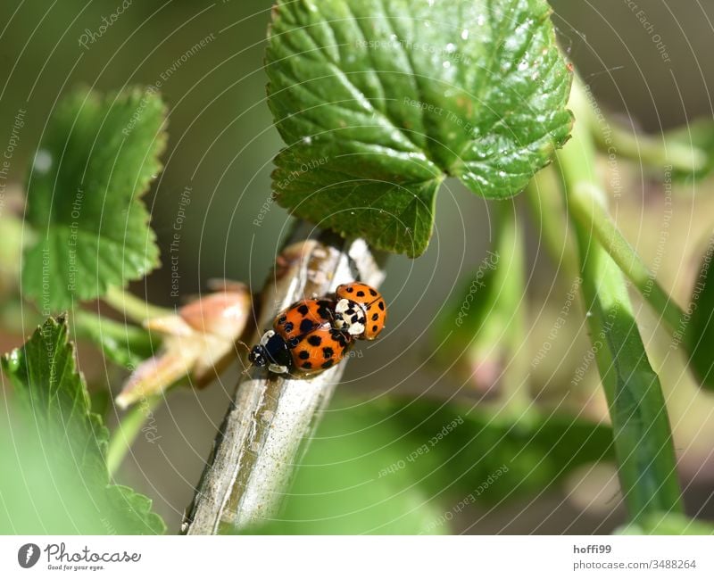 Mating of the ladybirds Ladybird Sex Insect Spring fever Happy Close-up Beetle Animal Nature Macro (Extreme close-up) Crawl copulate Green Plant Exterior shot