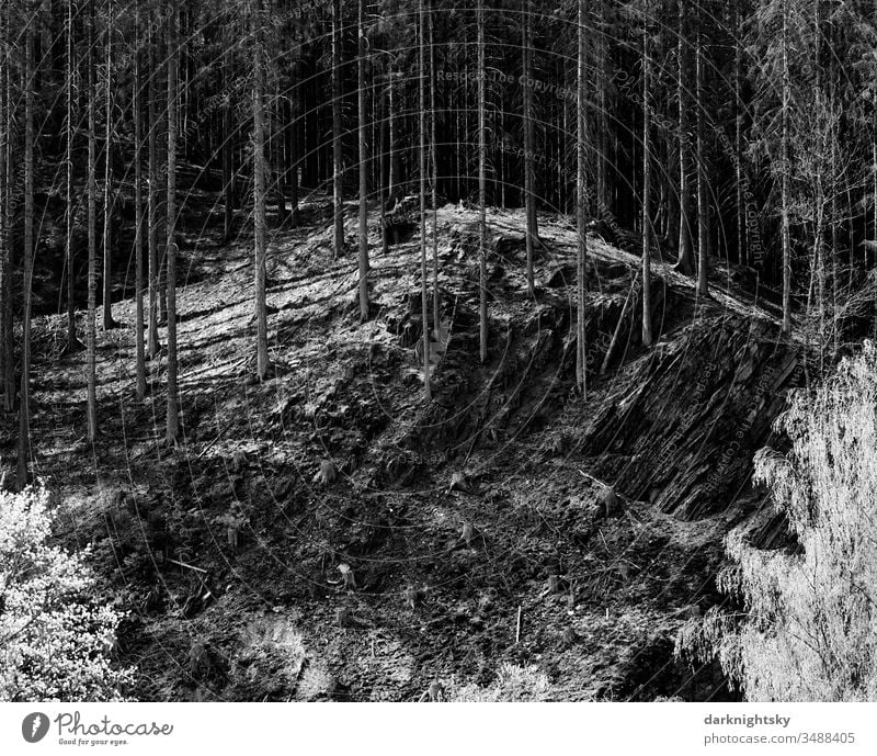 Dried out forest of spruce after infestation by bark beetles and rocks Forest Damage spruces Forest death 2.0 Climate Drought brown deceased Environment