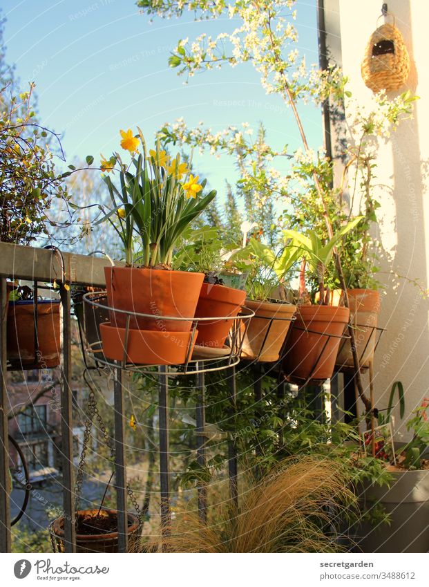 green thumb Balcony Balcony plant Gardening garden Gardener plants Clay pot sunny Green Brown Terracotta Nature Spring Close-up Style Exterior shot Summer