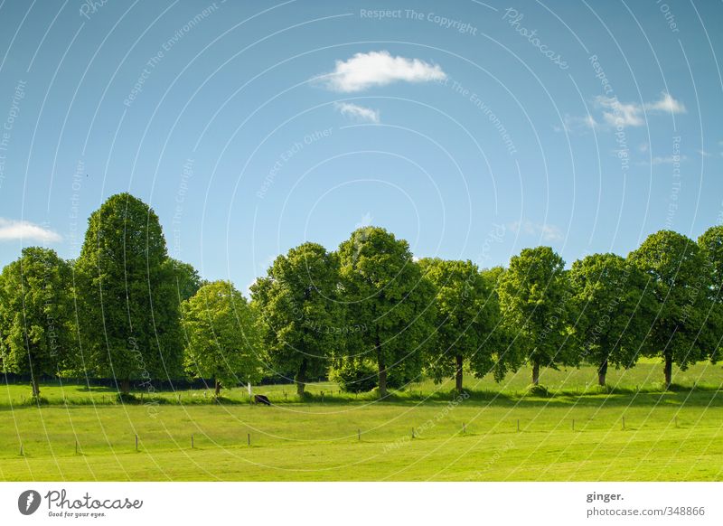 Well placed. Environment Nature Landscape Sky Clouds Spring Beautiful weather Warmth Plant Tree Foliage plant Meadow Field Cow 1 Animal Stand Growth Blue Green