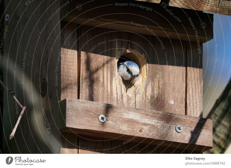 Blue tit in the nest box is on the lookout Tit mouse Bird Nature Colour photo Deserted Environment Nesting box