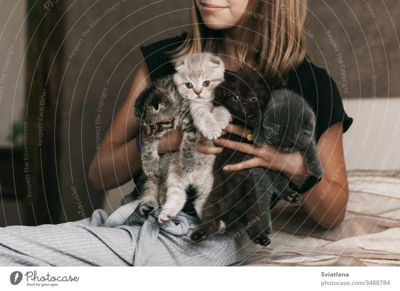 The child holds beautiful British kittens of different colors in the hands of domestic portrait black fur small mammal little white home puppy hair female