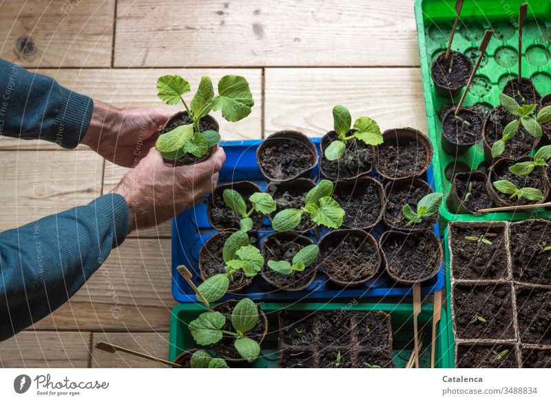 Male hands holding a young zucchini plant Zucchini Interior shot Courgette plant Extend Growth extension Nature Green Plant Agricultural crop Masculine