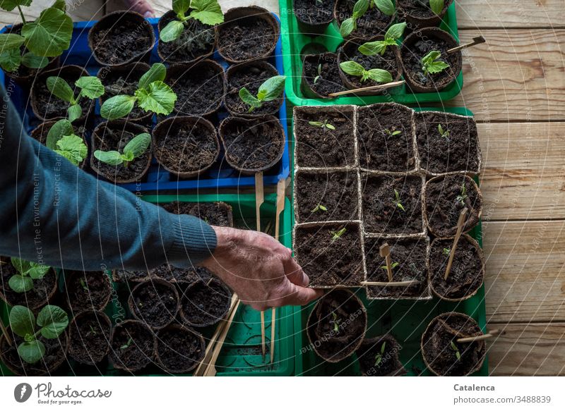 A man's hand holding a growing pot with tomato seedling hands arm Tomato wooden floor Toamen seedling Zucchini culture pot cultivation Interior shot