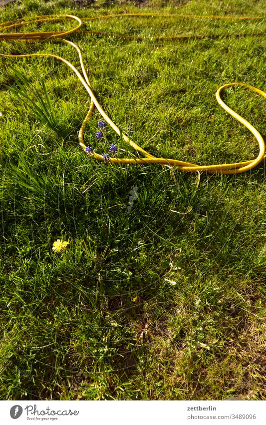 garden hose Hose Garden hose Water hose Irrigation Flower blossom Blossom Relaxation holidays spring Spring aridity Grass allotment Garden allotments Deserted