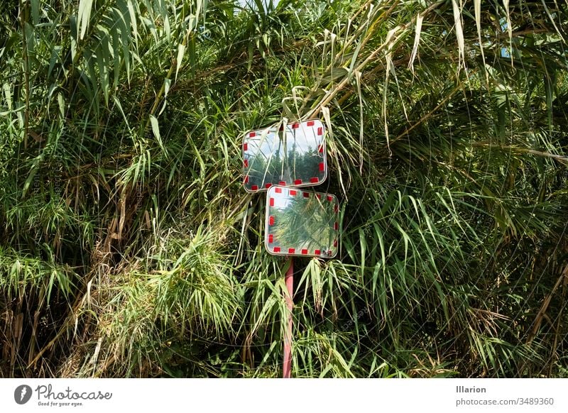 Road mirrors in front of palm bushes Roadside Road junction Road marking Mirror palms Palm tree Bushes Traffic infrastructure Road traffic Lanes & trails Street