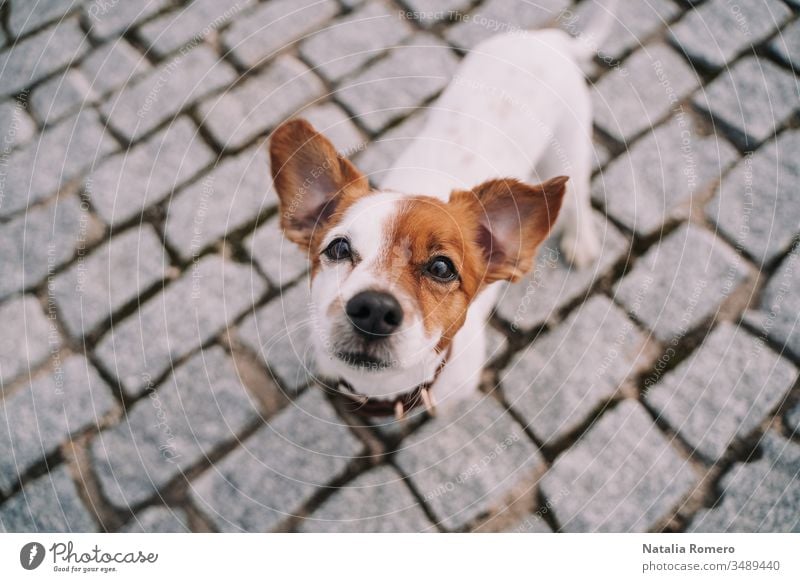 A beautiful small dog is standing in the street. The pet is looking at the camera. It is very attentive and curious. It has a half face brown and half white.