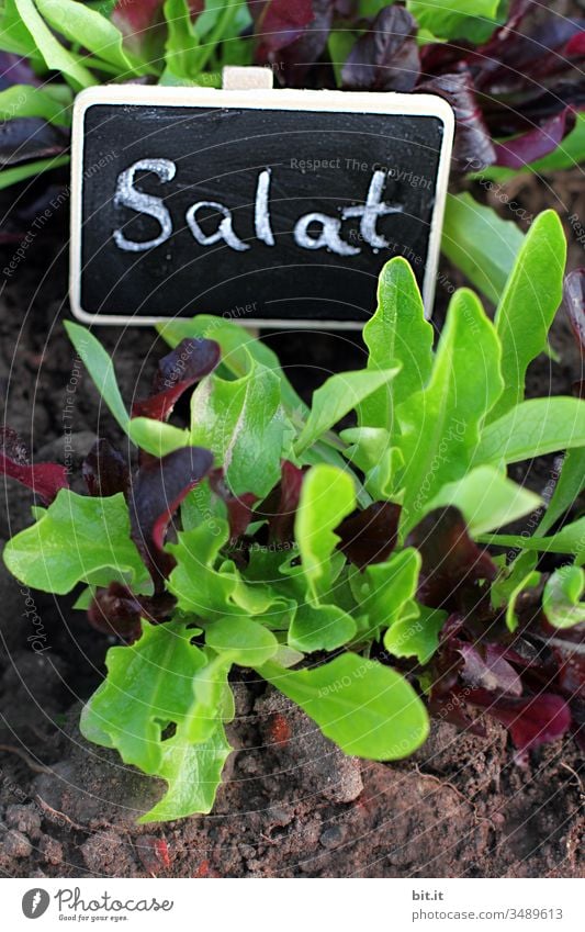 now we have the salad Lettuce Nutrition Green Vegetable Fresh Healthy Sowing Organic produce Garden Bed (Horticulture) Nature Plant naturally wax Flourish