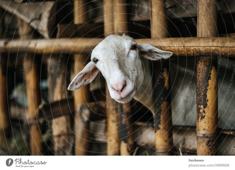 traditional goat farming. Goats Animal Livestock Mammal Farm Animal portrait Beautiful animals Fenced in Enclosure Livestock breeding Farm animal