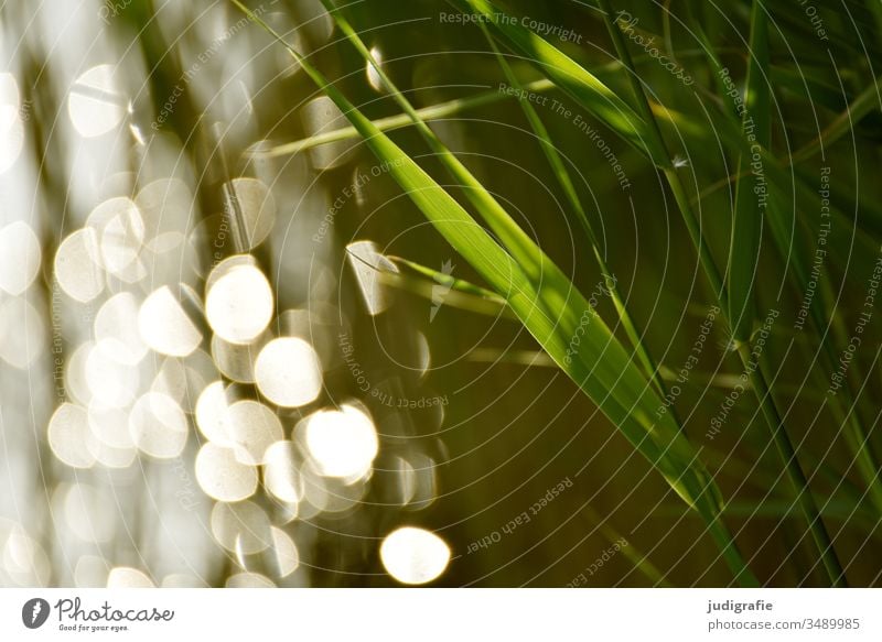 Reeds and light reed grass Water Light light points Grass green Moody Summer Nature Lake bank Exterior shot Colour photo Reflection Calm