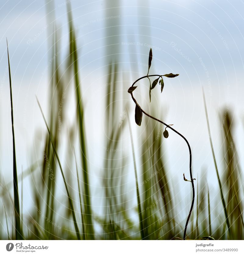 meadow Meadow Grass Plant Nature wax Tendril green Summer Exterior shot Garden Environment Colour photo natural Shallow depth of field Close-up Worm's-eye view