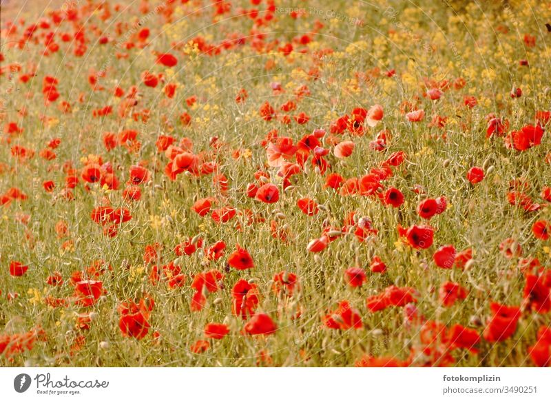 Mohnfeld mohn Mohnblumen Blumenfeld sommer Retro Colours Retro trash Colour photo flowerfield flowers romantisch romantic locations