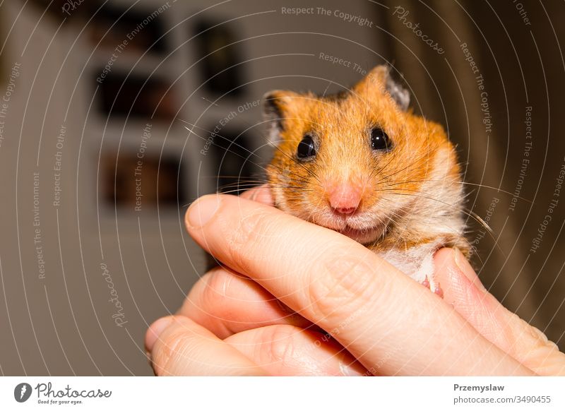 Cute little hamster rodent animal cute funny nature fur horizontal portrait colorful