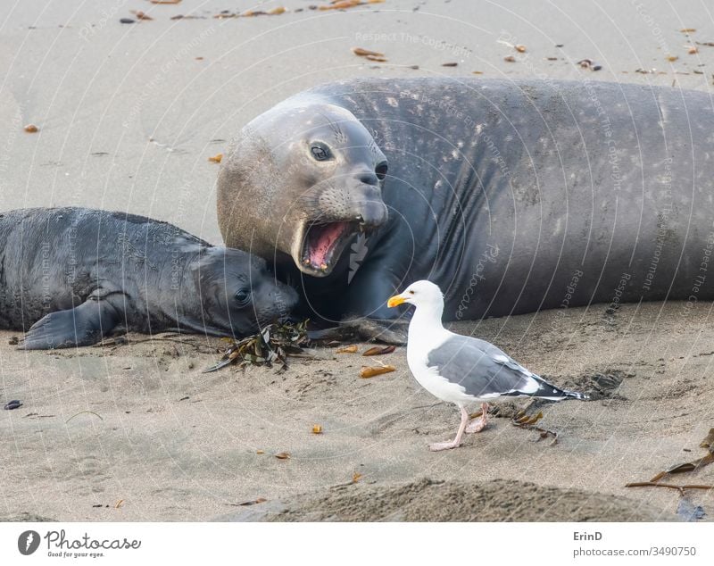 Mother Northern Elephant Seal with Newborn and Sea Gull northern elephant seal sea gull bird mother newborn birth wildlife beach coast animals pinniped mammal