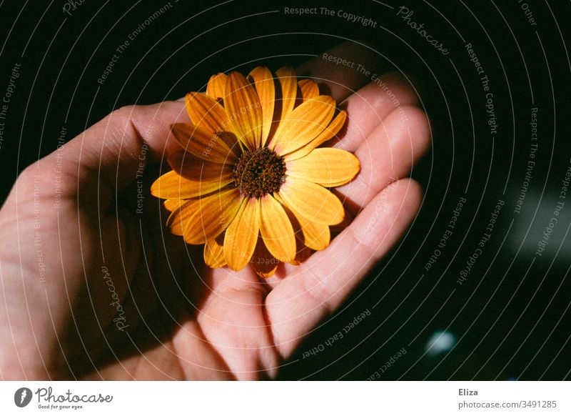 A man holding an orange blossom flower in his hand; cape basket, cape daisy Flower Blossom Cape basket Human being Hand marguerite Orange Retro Gift Give