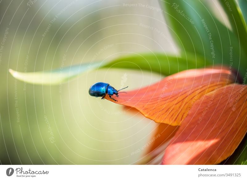 A blue leaf-cutter beetle crawls around on the petal of an orange imperial crown Insect Animal Beetle Imperial Crown Leafcutter beetle Plant lily plant Blue