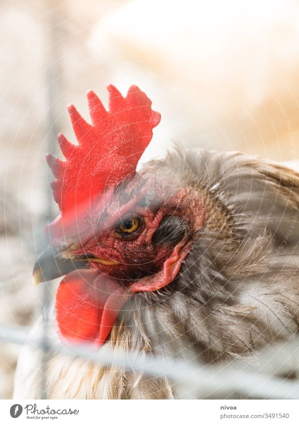 cock Bird Hen Rooster Barn fowl Nutrition Feather poultry chicken Exterior shot animals Comb Beak Nature hen Egg Agriculture Farm Poultry Animal Colour photo