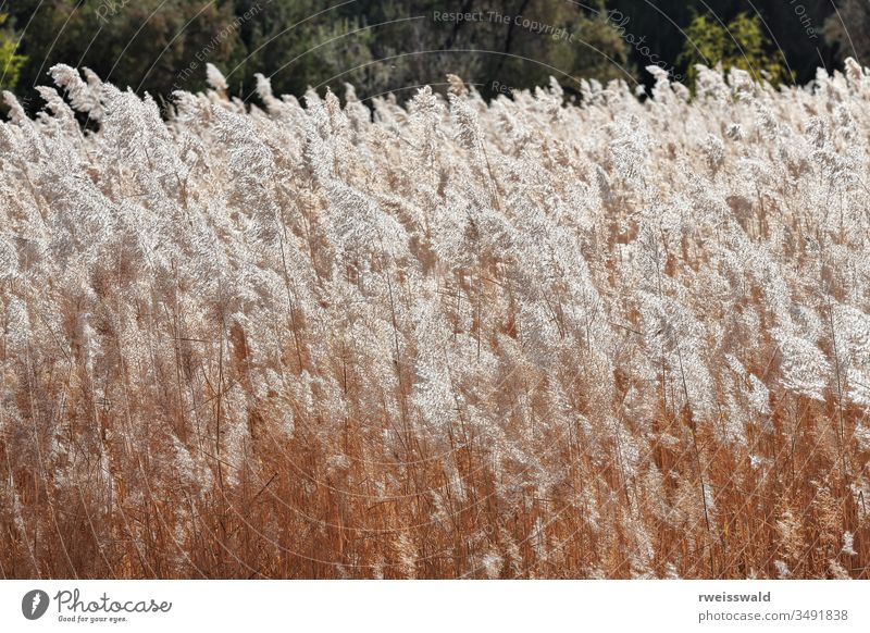 Area crowded with pampas grass-Cortaderia selloana. Jiayu Pass fortress-Jiayuguan City-Gansu-China-0799 no people grassland vegetation invasive plant flora