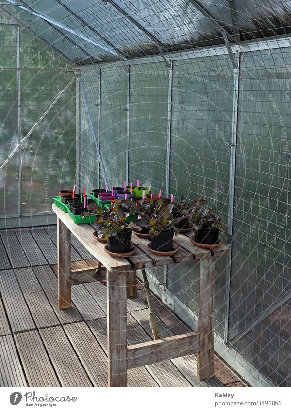 Greenhouse from inside with lettuce and young plants on a wooden table inboard do gardening Vegetable Lettuce seedlings Seedlings Spring self-sufficiency