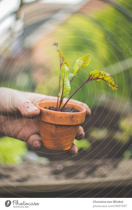 Beetroot plants in a clay pot, held by a young man. In the background you can see a blurred raised bed with salad beetroot little plant young vegetables