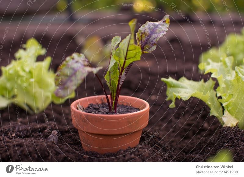 Beetroot plant in an earthen pot in a raised bed between small salad plants beetroot little plant young vegetables Vegetable Garden Bed (Horticulture) plant pot