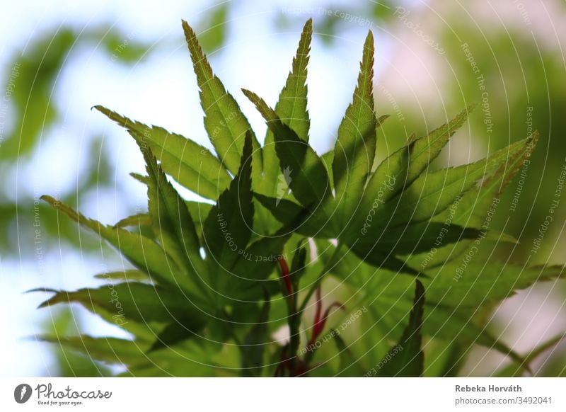 Green leaves of the Japanese maple tree with sky background. Tree Calm Spring Maple tree Nature Leaf Sky Forestry Garden Park Plant Exterior shot Colour photo