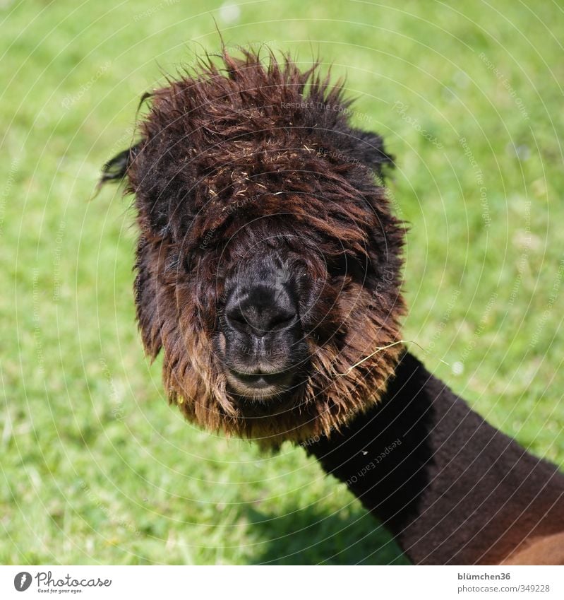 weird hairdo... Animal Farm animal Animal face Pelt Alpaca Camel Llama 1 Observe To feed Listening Looking Exceptional Friendliness Uniqueness Cuddly Natural