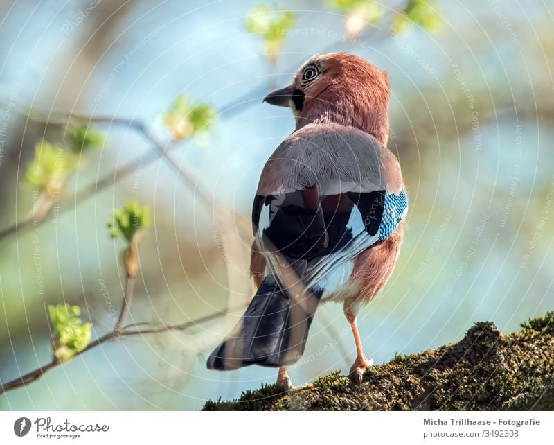 Jay observes the environment Garrulus glandarius Animal face Head Beak Eyes Grand piano Feather Plumed Bird Tree Twigs and branches Looking Wild animal Nature