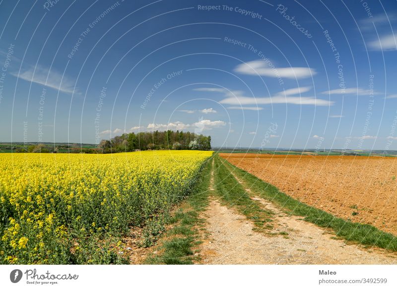 Spring landscape with bright yellow rapeseed fields nature spring sky rural summer flower green meadow blue season agriculture plant environment clouds colorful