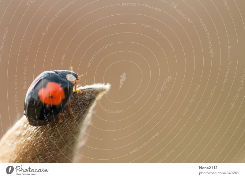 Summer!!! Environment Nature Animal Air Spring Beautiful weather Plant Leaf Garden Park Meadow Field Beetle 1 Red Black Ladybird Good luck charm Climbing Above