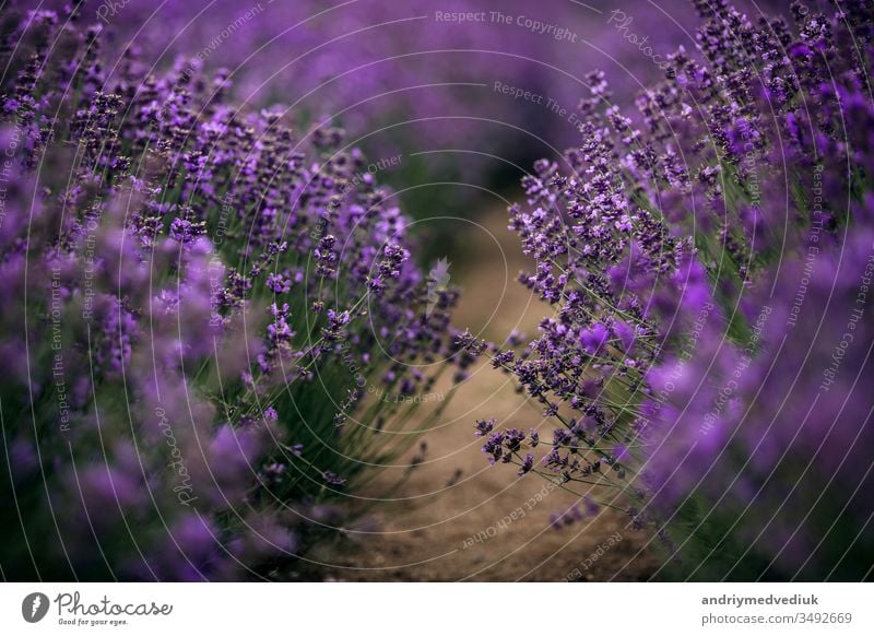 sea of lavender flowers focused on one in the foreground. lavender field bloom france violet landscape nature summer spring aromatherapy background beautiful