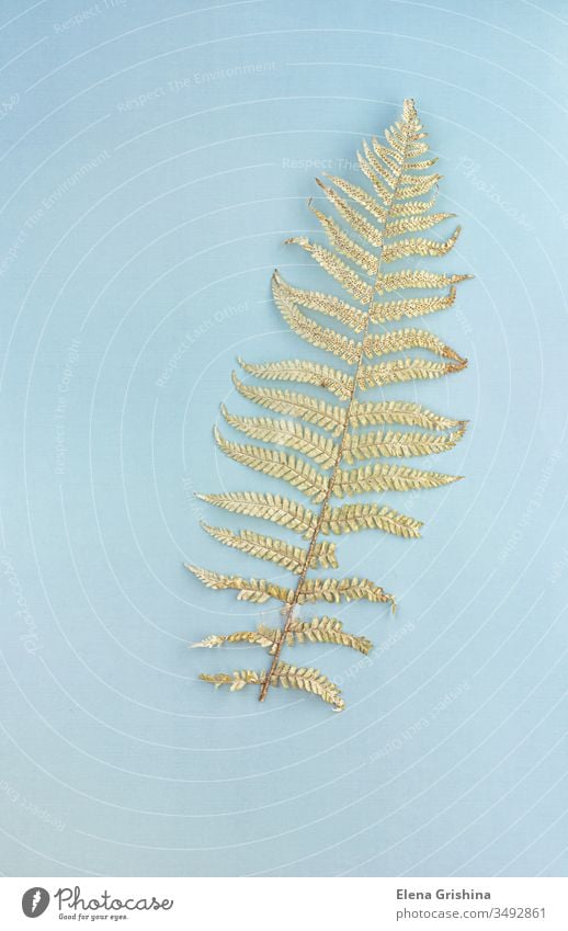 Dry fern leaf on a blue background, environmental concept. dry herbarium floral season botany collection flat lay october autumn seasonal ornamental decoration