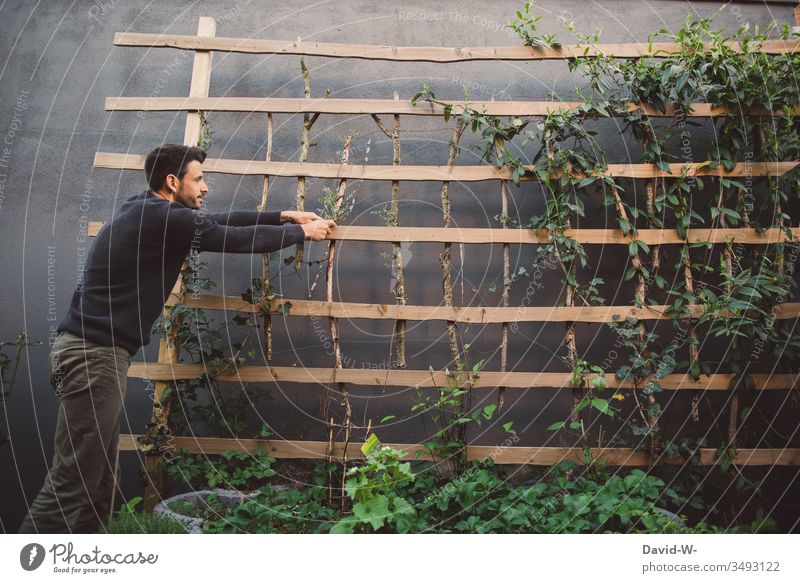 self-made - planting trellis in the garden Man plants Self-made Garden Gardening Horticulture Creativity creatively Wire Bind fast Creeper creeper Clematis Ivy