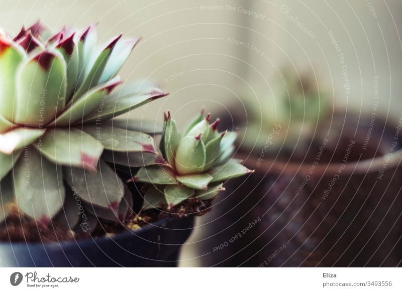 houseleek Succulent with a small child in a flower pot in sunlight succulent Kindel augmentation Plant Pot plant pretty Flowerpot Colour photo Deserted