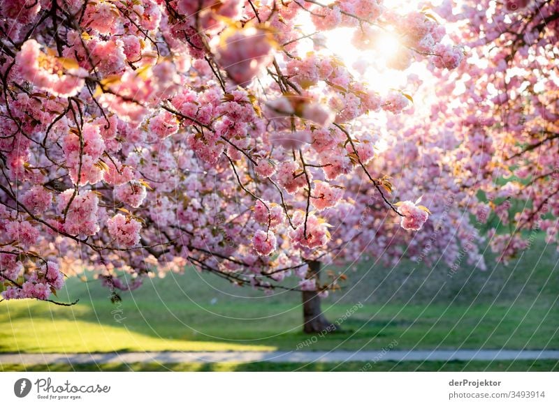 Cherry blossom in Berlin at the Fliegeberg Structures and shapes pink Tourist Attraction City trip Copy Space bottom Moody Colour photo Sunrise Exterior shot