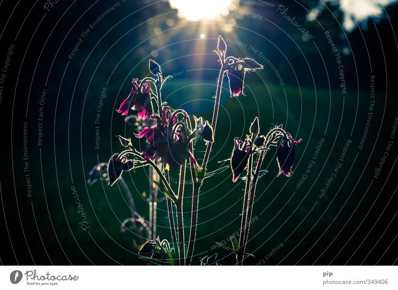 columbine Environment Nature Plant Sun Summer Beautiful weather Flower Aquilegia Garden Dark Pink Sunbeam Calyx Bud Silhouette Evening sun Medicinal plant