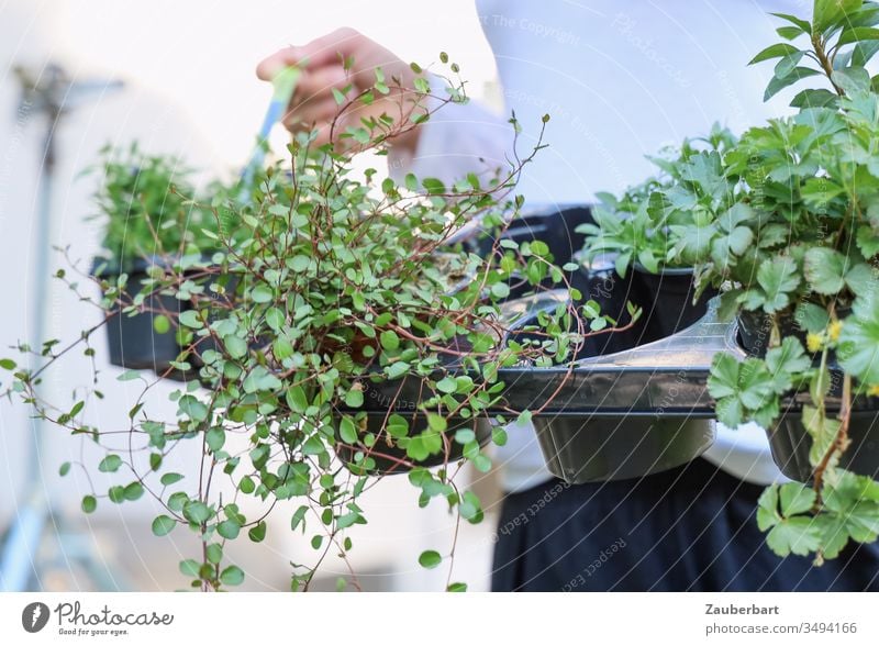 Green plant Mühlenbeckia in a basket at the hand of a gardener Plant Ground cover plant Carrying Leaf Basket Garden Gardener Gardening Spring Hand implant