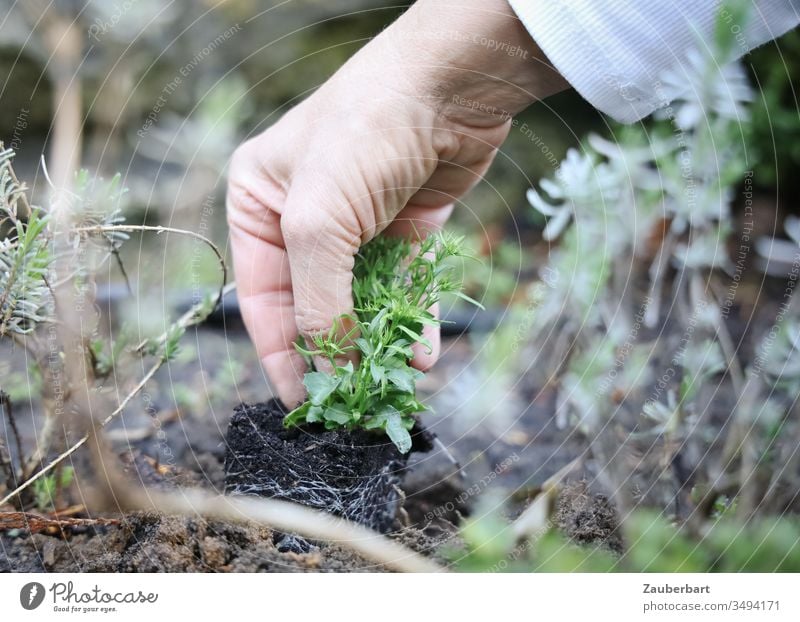 Small plant Männertreu is carefully planted by hand by a gardener Plant Men's Loyalty Lobelia Blue implant Hand Garden Gardening Gardener Earth Green Nature