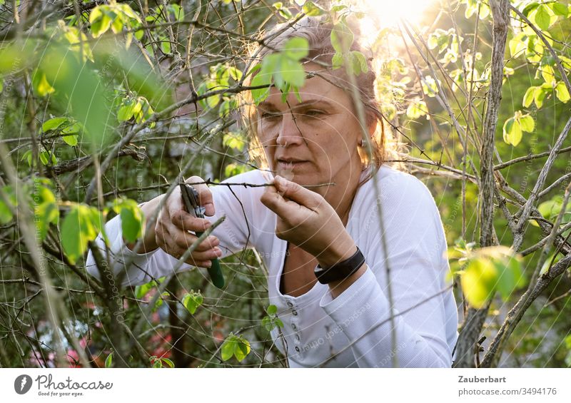 Gardener in the sunlight cutting a branch with garden shears in a concentrated manner gardener pruning shears Sunlight Twig prune green T-shirt White hands