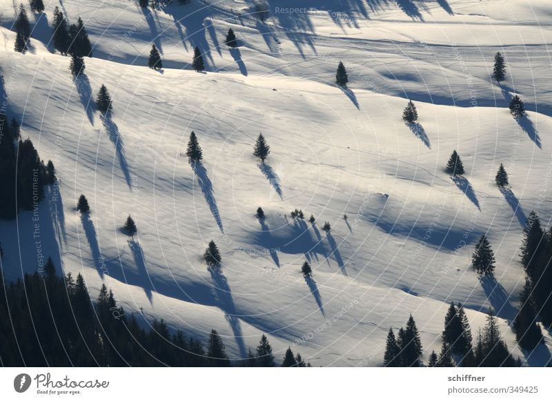 shadowy existence III Environment Nature Landscape Plant Winter Beautiful weather Ice Frost Snow Tree Cold Black White Snowscape Snow layer Shadow Shadow play