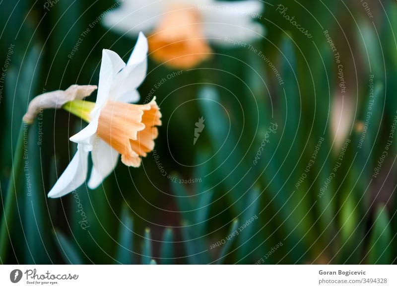 Daffodil closeup daffodil narcissus flower garden plant spring nature yellow blossom leaf beautiful season petal bloom floral easter blooming springtime field