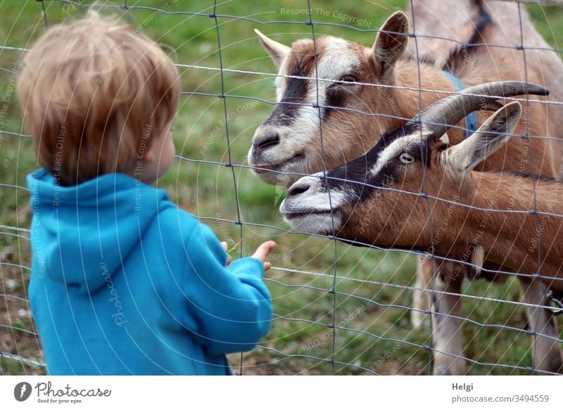 little boy stands at the fence in front of two curious and hungry goats and shows his empty hands Child Human being Boy (child) Toddler Rear view Jacket