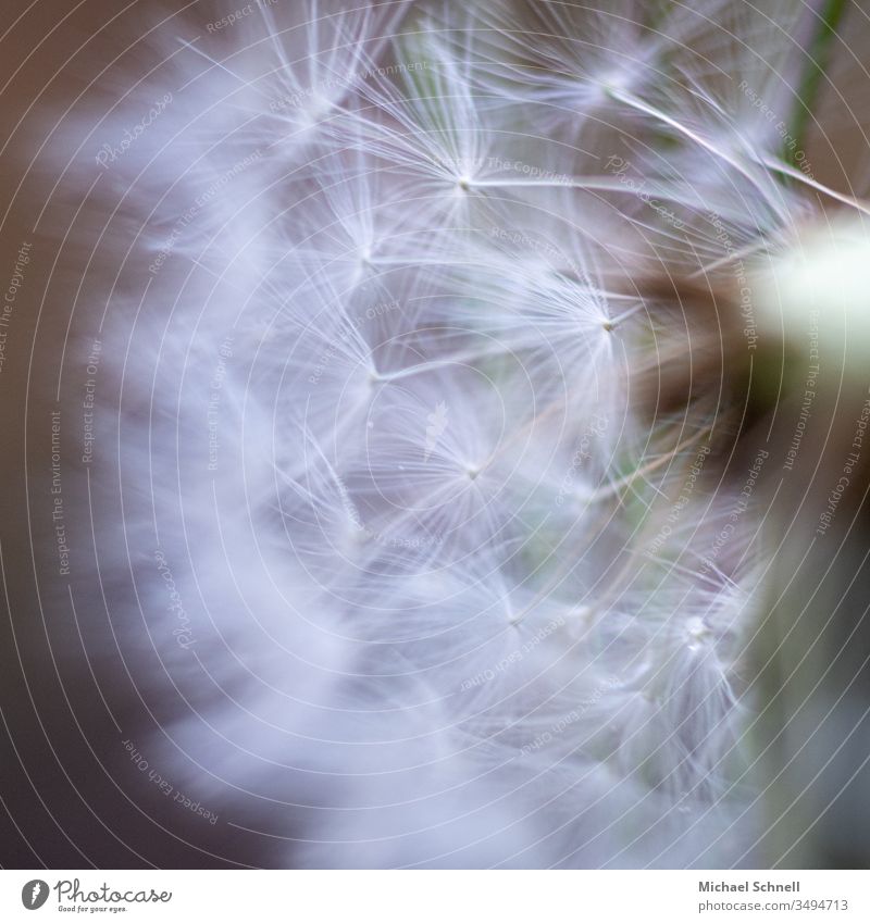 Close-up of a dandelion Dandelion Easy Nature Plant Macro (Extreme close-up) Spring Detail Meadow