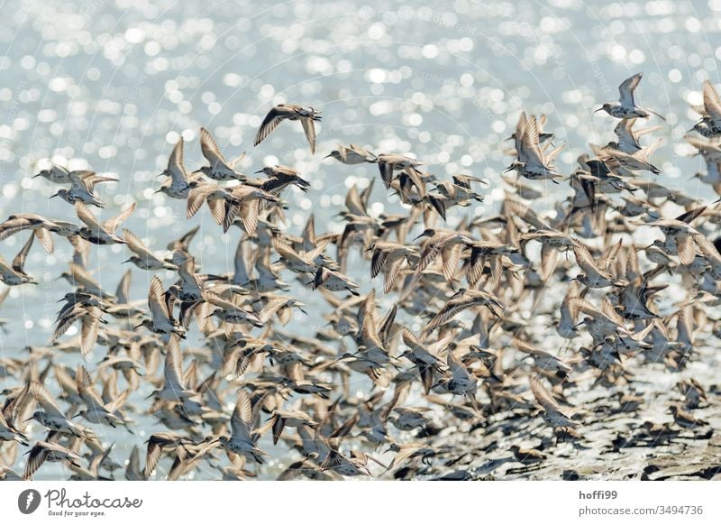 Dunlin on the move Purple Sandpiper seabird Seabirds Flock Flying Bird Animal Sky Exterior shot Sea bird Poultry Seagull Nature Free Water Coast Wild animal