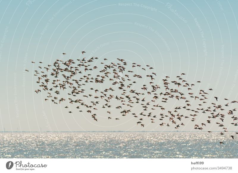 Dunlin on the move Purple Sandpiper seabird Seabirds Flock Flying Bird Animal Sky Exterior shot Sea bird Poultry Seagull Nature Free Water Coast Wild animal