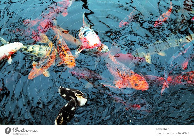 duck and cover Fish Koi Carp Pond Lake Duck entenjunge Water Animal Swimming & Bathing Exterior shot Colour photo Animal portrait Wet Nature birds