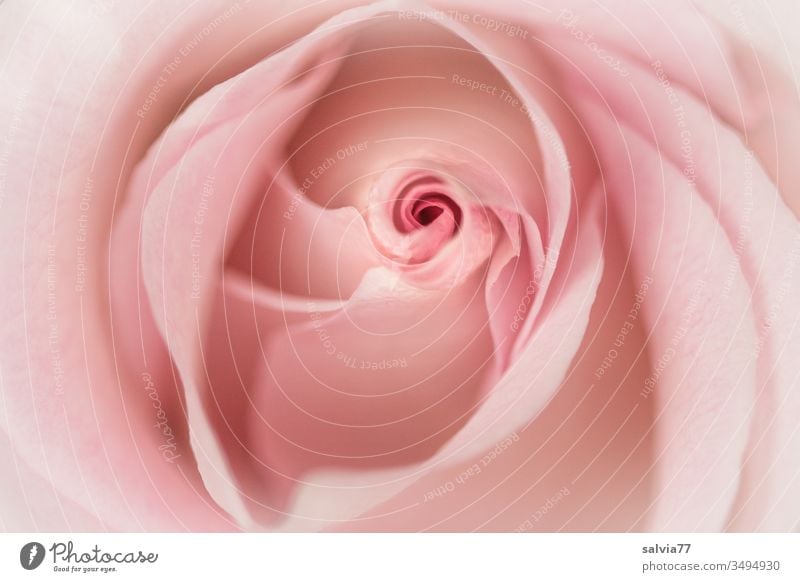 Rose blossom in soft pink Nature Blossom Pink Fragrance Flower Colour photo Blossoming Shallow depth of field Close-up Garden Beautiful Natural Summer