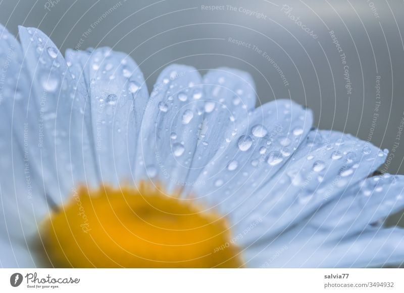 Marguerite blossom wetted with raindrops bleed Nature flowers Summer Drop Water Dew Macro (Extreme close-up) Close-up eis Yellow Wet Deserted Drops of water