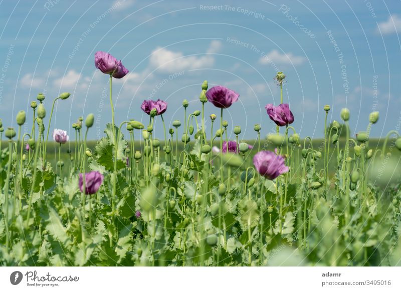 Opium poppy flowers on field (Papaver somniferum) opium background flora plant floral wild summer nature natural rural leaf bloom landscape agriculture herb